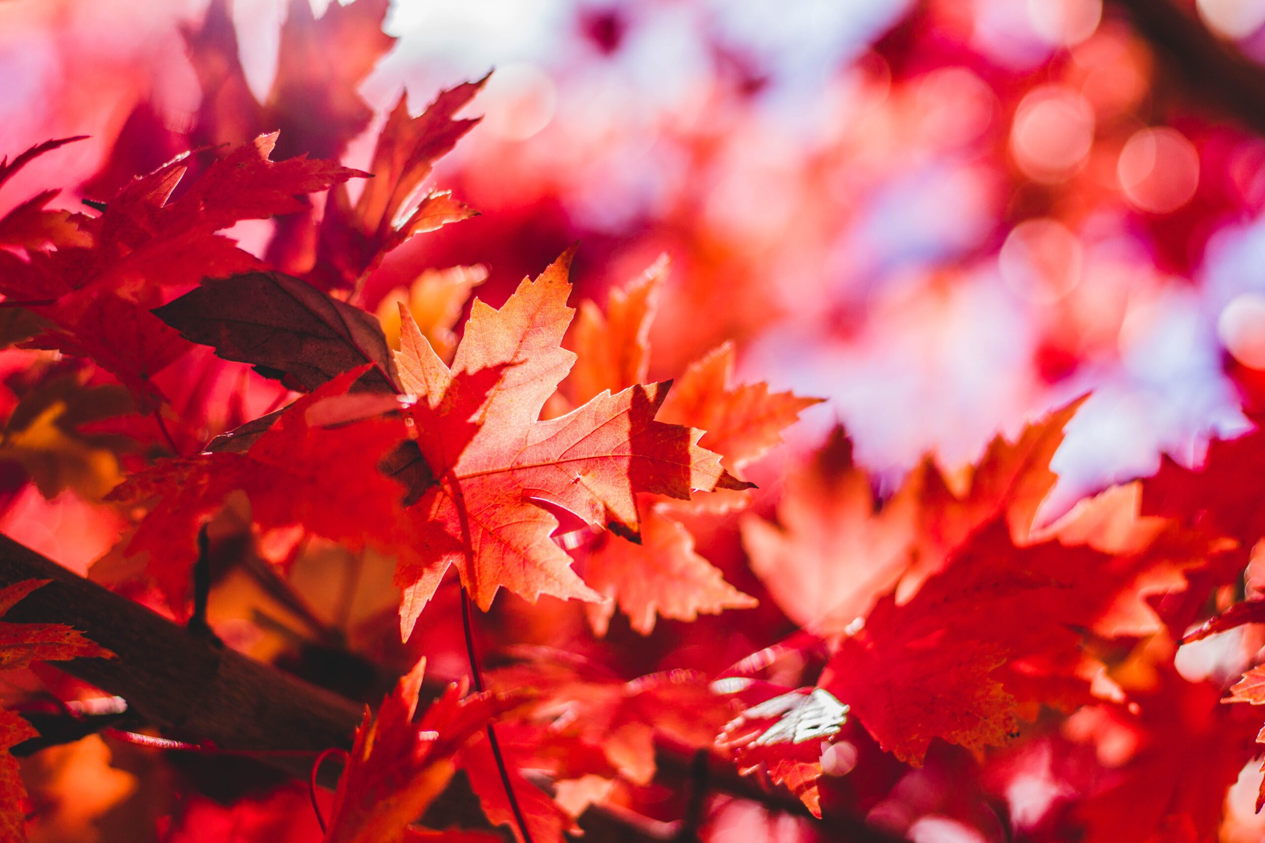 7 Garden Standouts for a Fantastic Fall Finale
