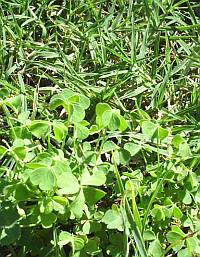 Weed Killer Guide