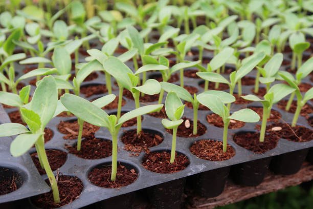 Seed Starting Essentials