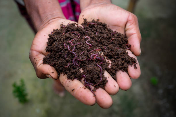 How Vermicomposting Works: What You Should Know Before Starting a Worm bin