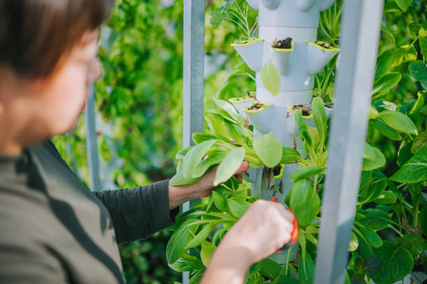 Susan Mulvihill: Vegetable Garden Problem Solving