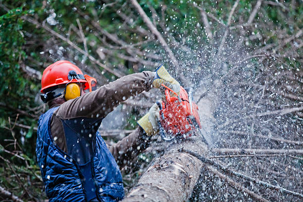 How to work in your garden in winter