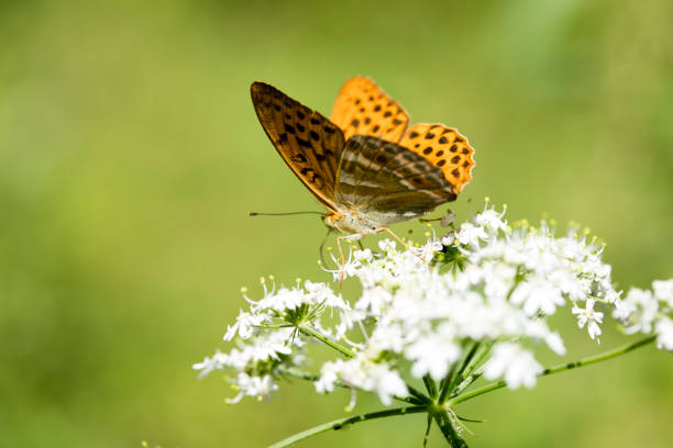 The Ultimate Guide to Creating a Butterfly Garden in Your Home: How to Bring the Magic of Butterflies into Your Home