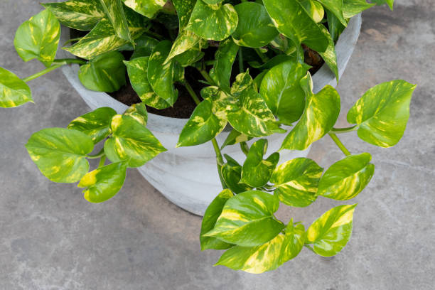 Money Plant Care: The Ultimate Guide