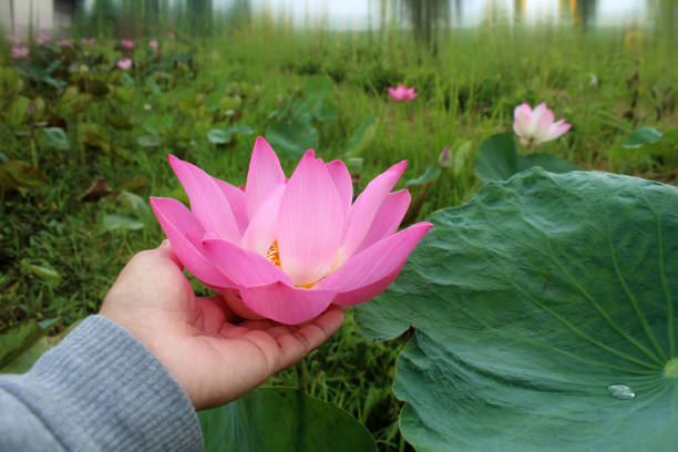 The Lotus is a sacred and beautiful flower that can be cultivated.
