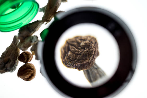 Are mushrooms in pots? Really? Is it possible? Let us see…