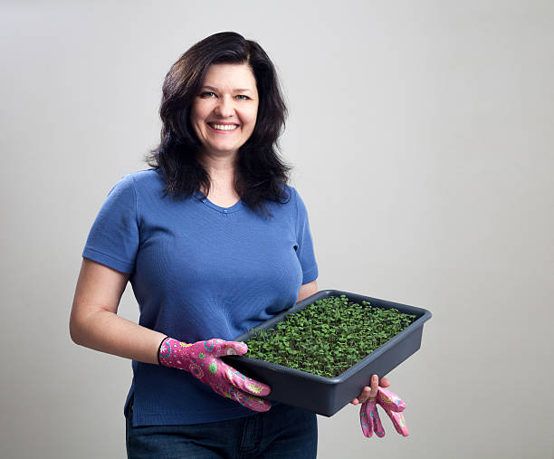 Microgreens