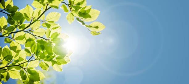 Sommer