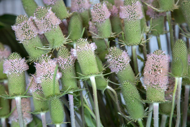 Knautia: Perfect Perennial Cut Flowers For Pollinators