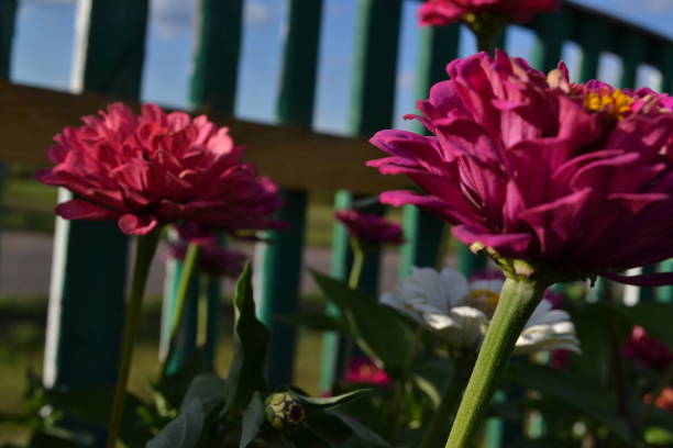 Dahlias are best planted in the spring.