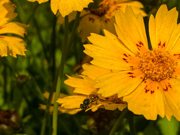 Are dahlias perennial plants or annuals?