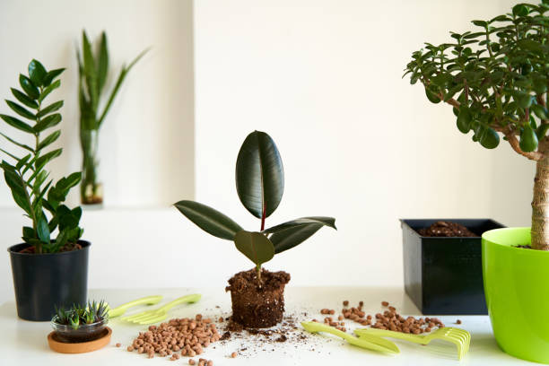 Rubber Plant: Growing Ficus Elastica the Right Way