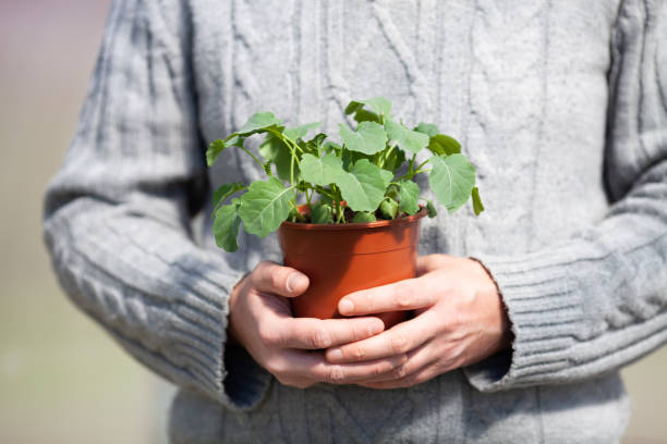 How much sunlight do Tomatillo plants need?