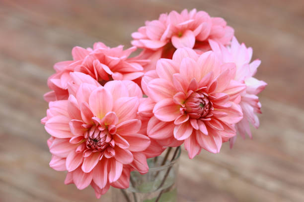 Dahlia Flowers – How to Grow Dahlias by the Bunch