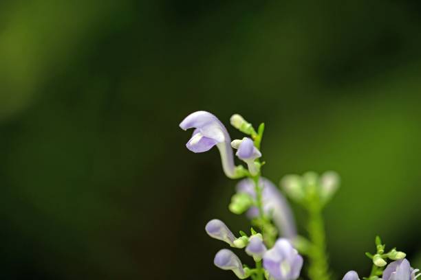 Skullcap plant: Growing Scutellaria Species of Plants
