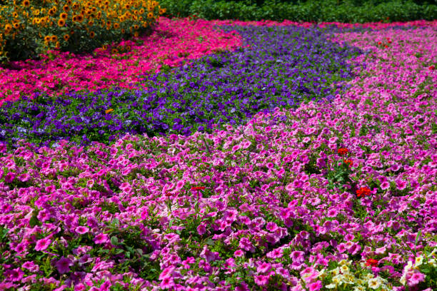 Does Rosemary need full sun, partial shade, or full shade?