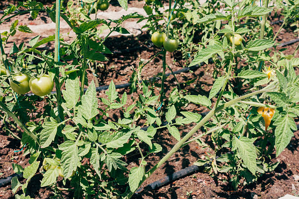 Why isn’t my tomato plant flowering this season?