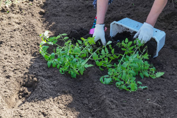The Vital Role of Soil Bacteria in the Garden, with Jeff Lowenfels