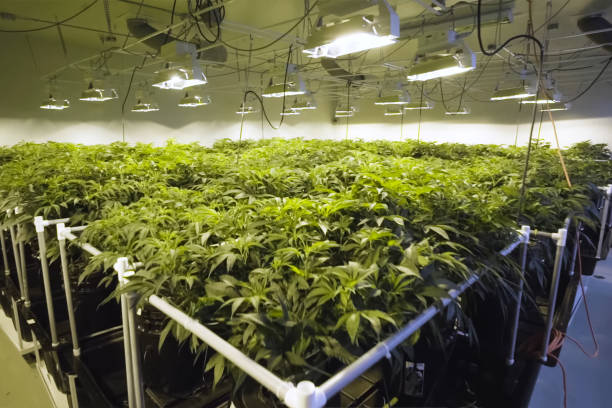 Hydroponically Growing Indoors