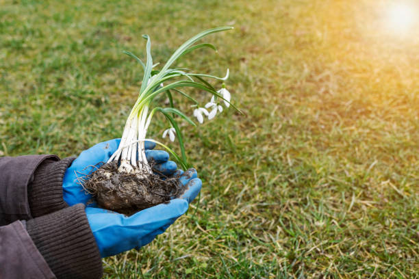 Bulb Lawns for Naturalizing