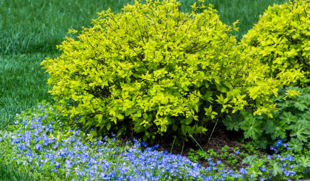 Grow cool-season annuals to get earlier color and hardier plants.