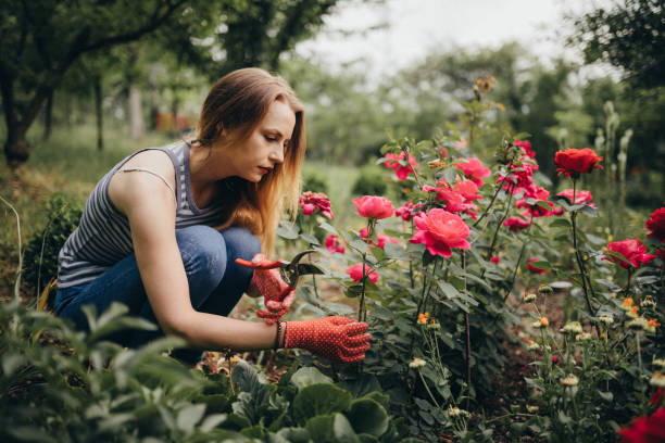 How to Plant Roses