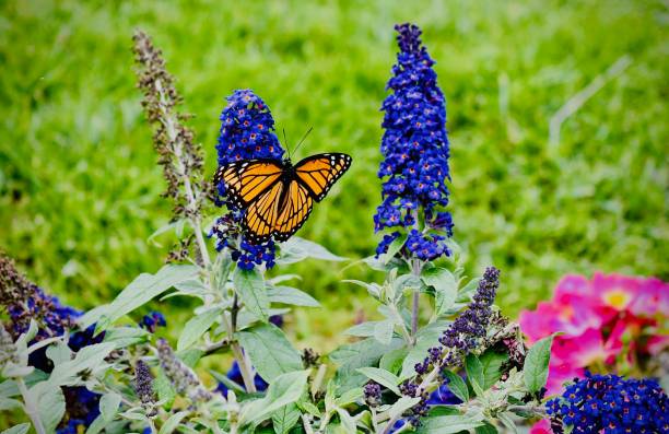 How to Create a Butterfly Garden