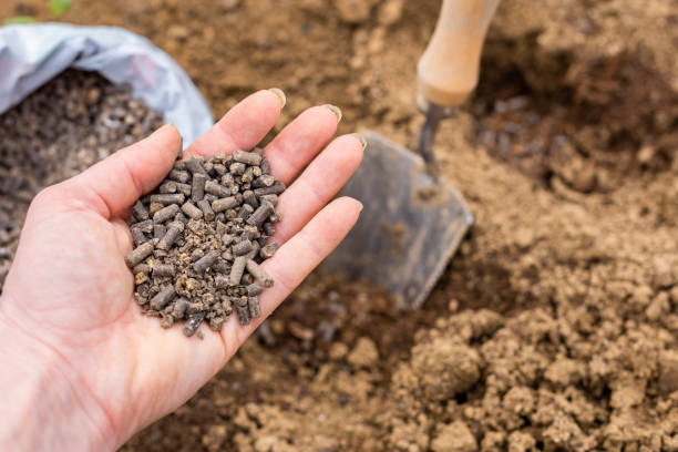 Using Chicken Manure as Garden Fertilizer
