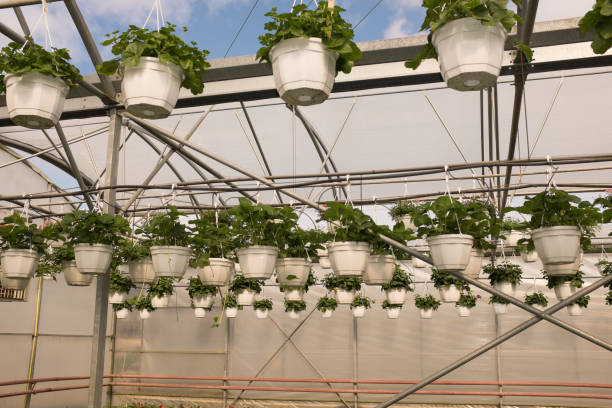 What Is French Intensive Gardening
