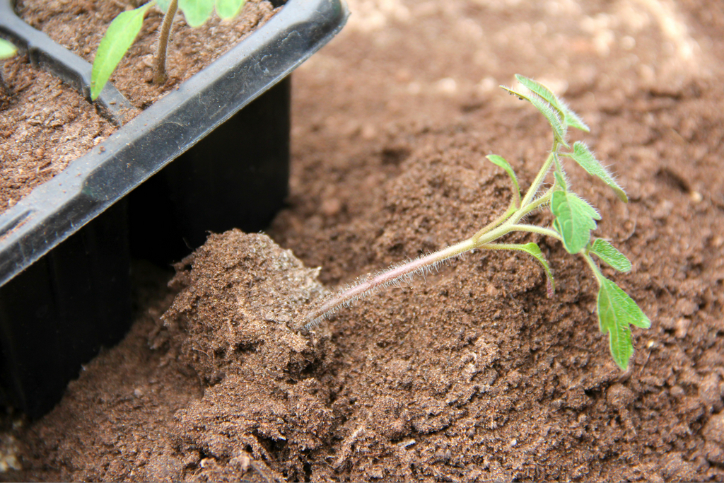 HOW SOIL WETTING AGENTS WORK AND WHY YOU SHOULD USE THEM