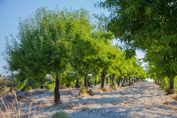 Fruit trees that grow well in the desert area