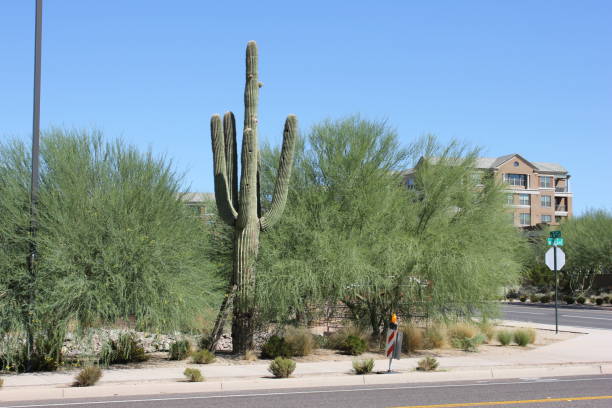 AZ Summer Heat: Watering Tips, Fountain Tips, and More!